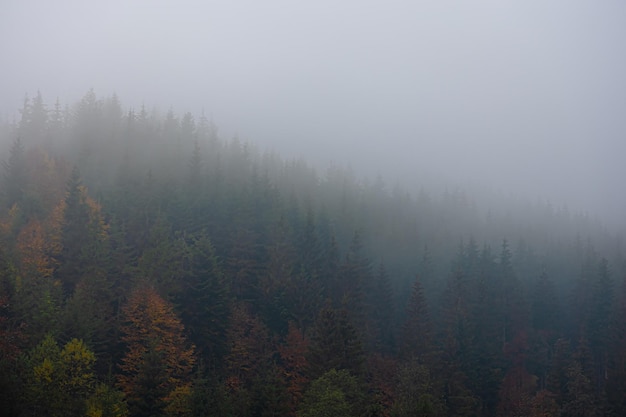 100种蔬菜名称？